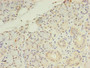 Immunohistochemistry of paraffin-embedded human pancreatic tissue using CAC09789 at dilution of 1:100