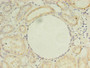 Immunohistochemistry of paraffin-embedded human kidney tissue using CAC09789 at dilution of 1:100
