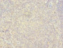 Immunohistochemistry of paraffin-embedded human tonsil tissue using CAC09792 at dilution of 1:100