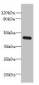 Western blot; All lanes: FAM105A antibody at 8µg/ml + K562 whole cell lysate; Secondary; Goat polyclonal to rabbit IgG at 1/10000 dilution; Predicted band size: 43 kDa; Observed band size: 43 kDa;