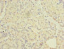 Immunohistochemistry of paraffin-embedded human pancreatic tissue using CAC09806 at dilution of 1: 100