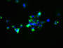 Immunofluorescent analysis of 293 cells using CAC09810 at dilution of 1:100 and Alexa Fluor 488-congugated AffiniPure Goat Anti-Rabbit IgG(H+L)