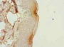Immunohistochemistry of paraffin-embedded human skin tissue using CAC09815 at dilution of 1:100
