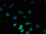Immunofluorescent analysis of U251 cells using CAC09815 at dilution of 1:100 and Alexa Fluor 488-congugated AffiniPure Goat Anti-Rabbit IgG(H+L)
