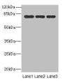 Western blot; All lanes: Xaa-Pro aminopeptidase 1 antibody at 8µg/ml; Lane 1: Mouse small intestine tissue; Lane 2: Mouse stomach tissue; Lane 3: Mouse kidney tissue; Secondary; Goat polyclonal to rabbit IgG at 1/10000 dilution; Predicted band size: 70, 68, 75, 73 kDa; Observed band size: 70 kDa;