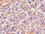 Immunohistochemistry of paraffin-embedded human pancreatic tissue using CAC09834 at dilution of 1:100