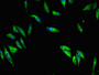 Immunofluorescent analysis of Hela cells using CAC09834 at dilution of 1:100 and Alexa Fluor 488-congugated AffiniPure Goat Anti-Rabbit IgG(H+L)