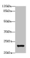 Western blot; All lanes: MND1 antibody at 10µg/ml + Jurkat whole cell lysate; Secondary; Goat polyclonal to rabbit IgG at 1/10000 dilution; Predicted band size: 24 kDa; Observed band size: 24 kDa;