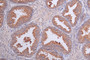 Immunohistochemistry of paraffin-embedded human kidney tissue using CAC09846 at dilution of 1:100