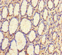 Immunohistochemistry of paraffin-embedded human stomach tissue using CAC09849 at dilution of 1:100