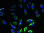 Immunofluorescent analysis of A549 cells using CAC09871 at dilution of 1:100 and Alexa Fluor 488-congugated AffiniPure Goat Anti-Rabbit IgG(H+L)