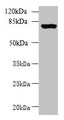 Western blot; All lanes: CLPB antibody at 5µg/ml + 293T whole cell lysate; Secondary; Goat polyclonal to rabbit IgG at 1/10000 dilution; Predicted band size: 79, 76, 73, 75, 58 kDa; Observed band size: 79 kDa;