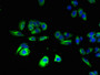 Immunofluorescent analysis of HepG2 cells using CAC09890 at dilution of 1:100 and Alexa Fluor 488-congugated AffiniPure Goat Anti-Rabbit IgG(H+L)