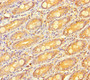 Immunohistochemistry of paraffin-embedded human small intestine tissue using CAC09903 at dilution of 1:100
