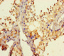 Immunohistochemistry of paraffin-embedded human testis tissue using CAC09909 at dilution of 1:100