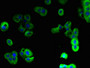 Immunofluorescent analysis of A431 cells using CAC09921 at dilution of 1:100 and Alexa Fluor 488-congugated AffiniPure Goat Anti-Rabbit IgG(H+L)