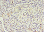 Immunohistochemistry of paraffin-embedded human pancreatic tissue using CAC09925 at dilution of 1:100