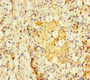 Immunohistochemistry of paraffin-embedded human pancreatic tissue using CAC09929 at dilution of 1:100