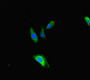 Immunofluorescent analysis of Hela cells using CAC09929 at dilution of 1:100 and Alexa Fluor 488-congugated AffiniPure Goat Anti-Rabbit IgG(H+L)
