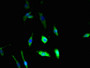 Immunofluorescent analysis of U251 cells using CAC09933 at dilution of 1:100 and Alexa Fluor 488-congugated AffiniPure Goat Anti-Rabbit IgG(H+L)