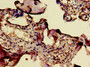 Immunohistochemistry of paraffin-embedded human placenta tissue using CAC09941 at dilution of 1:100