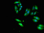 Immunofluorescent analysis of HepG2 cells using CAC09941 at dilution of 1:100 and Alexa Fluor 488-congugated AffiniPure Goat Anti-Rabbit IgG(H+L)