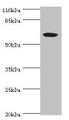 Western blot; All lanes: SLC13A4 antibody at 2µg/ml + 293T whole cell lysate; Secondary; Goat polyclonal to rabbit IgG at 1/10000 dilution; Predicted band size: 69 kDa; Observed band size: 69 kDa;