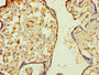 Immunohistochemistry of paraffin-embedded human placenta tissue using CAC09946 at dilution of 1:100
