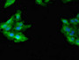 Immunofluorescent analysis of Hela cells using CAC09951 at dilution of 1:100 and Alexa Fluor 488-congugated AffiniPure Goat Anti-Rabbit IgG(H+L)