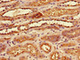 Immunohistochemistry of paraffin-embedded human kidney tissue using CAC09952 at dilution of 1:100