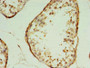 Immunohistochemistry of paraffin-embedded human testis tissue using CAC09957 at dilution of 1:100