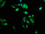 Immunofluorescence staining of Hela cells with CAC09963 at 1:100, counter-stained with DAPI. The cells were fixed in 4% formaldehyde, permeabilized using 0.2% Triton X-100 and blocked in 10% normal Goat Serum. The cells were then incubated with the antibody overnight at 4°C. The secondary antibody was Alexa Fluor 488-congugated AffiniPure Goat Anti-Rabbit IgG(H+L).