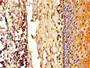 Immunohistochemistry of paraffin-embedded human tonsil tissue using CAC09980 at dilution of 1:100