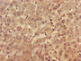 Immunohistochemistry of paraffin-embedded human liver tissue using CAC09992 at dilution of 1:100