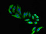 Immunofluorescent analysis of HepG2 cells using CAC09992 at dilution of 1:100 and Alexa Fluor 488-congugated AffiniPure Goat Anti-Rabbit IgG(H+L)
