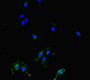 Immunofluorescent analysis of Hela cells using CAC09995 at dilution of 1:100 and Alexa Fluor 488-congugated AffiniPure Goat Anti-Rabbit IgG(H+L)