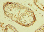 Immunohistochemistry of paraffin-embedded human testis tissue using CAC09997 at dilution of 1:100