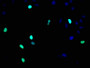 Immunofluorescence staining of Hela cells with CAC10019 at 1:93,counter-stained with DAPI. The cells were fixed in 4% formaldehyde, permeabilized using 0.2% Triton X-100 and blocked in 10% normal Goat Serum. The cells were then incubated with the antibody overnight at 4?.The secondary antibody was Alexa Fluor 488-congugated AffiniPure Goat Anti-Rabbit IgG (H+L).