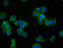 Immunofluorescence staining of HepG2 cells with CAC10022 at 1:60,counter-stained with DAPI. The cells were fixed in 4% formaldehyde, permeabilized using 0.2% Triton X-100 and blocked in 10% normal Goat Serum. The cells were then incubated with the antibody overnight at 4?.The secondary antibody was Alexa Fluor 488-congugated AffiniPure Goat Anti-Rabbit IgG (H+L).