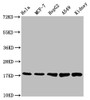 Western Blot; Positive WB detected in: Hela whole cell lysate, MCF-7 whole cell lysate, HepG2 whole cell lysate, A549 whole cell lysate, Mouse kidney tissue; All lanes: PBR antibody at 1.2µg/ml; Secondary; Goat polyclonal to rabbit IgG at 1/50000 dilution; Predicted band size: 19, 11 KDa; Observed band size: 19 KDa;