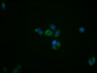 Immunofluorescence staining of PC3 cells with CAC10066 at 1:39, counter-stained with DAPI. The cells were fixed in 4% formaldehyde, permeabilized using 0.2% Triton X-100 and blocked in 10% normal Goat Serum. The cells were then incubated with the antibody overnight at 4?. The secondary antibody was Alexa Fluor 488-congugated AffiniPure Goat Anti-Rabbit IgG (H+L).