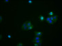 Immunofluorescence staining of HepG2 cells with CAC10071 at 1:53, counter-stained with DAPI. The cells were fixed in 4% formaldehyde, permeabilized using 0.2% Triton X-100 and blocked in 10% normal Goat Serum. The cells were then incubated with the antibody overnight at 4?. The secondary antibody was Alexa Fluor 488-congugated AffiniPure Goat Anti-Rabbit IgG (H+L).