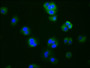 Immunofluorescence staining of HepG2 cells with CAC10073 at 1:76, counter-stained with DAPI. The cells were fixed in 4% formaldehyde, permeabilized using 0.2% Triton X-100 and blocked in 10% normal Goat Serum. The cells were then incubated with the antibody overnight at 4?. The secondary antibody was Alexa Fluor 488-congugated AffiniPure Goat Anti-Rabbit IgG (H+L).