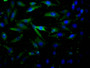 Immunofluorescence staining of Hela Cells with CAC10153 at 1:50, counter-stained with DAPI. The cells were fixed in 4% formaldehyde, permeated by 0.2% TritonX-100, and blocked in 10% normal Goat Serum. The cells were then incubated with the antibody overnight at 4?. Nuclear DNA was labeled in blue with DAPI. The secondary antibody was FITC-conjugated AffiniPure Goat Anti-Rabbit IgG (H+L).