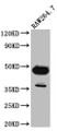 Western Blot; Positive WB detected in: RAW264.7 whole cell lysate; All lanes: GATA3 antibody at 1:1000; Secondary; Goat polyclonal to rabbit IgG at 1/50000 dilution; Predicted band size: 48, 49 kDa; Observed band size: 48 kDa;