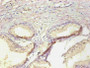 Immunohistochemical of paraffin-embedded human prostate tissue using CAC10257 at dilution of 1:200