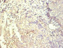 Immunohistochemical of paraffin-embedded human tonsil tissue using CAC10258 at dilution of 1:200.