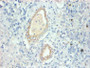 Immunohistochemical of paraffin-embedded human kidney tissue using CAC10262 at dilution of 1:200