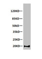 Western Blot; ,All lanes: Mouse anti-Human Myoglobin monoclonal antibody at 1µg/ml; ,Lane 1: Myoglobin transfected 293 cell lysate; ,Secondary HRP labeled Goat polyclonal to Mouse IgG at 1/3000 dilution; ,Predicted band size: 18 kDa; ,Observed band size: 20 kDa; ,Additional bands at: 23, 25, 40 kDa;