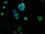 Immunofluorescent analysis of MCF-7 cells using CAC10265 at dilution of 1:100 and Alexa Fluor 488-congugated AffiniPure Goat Anti-Mouse IgG(H+L)